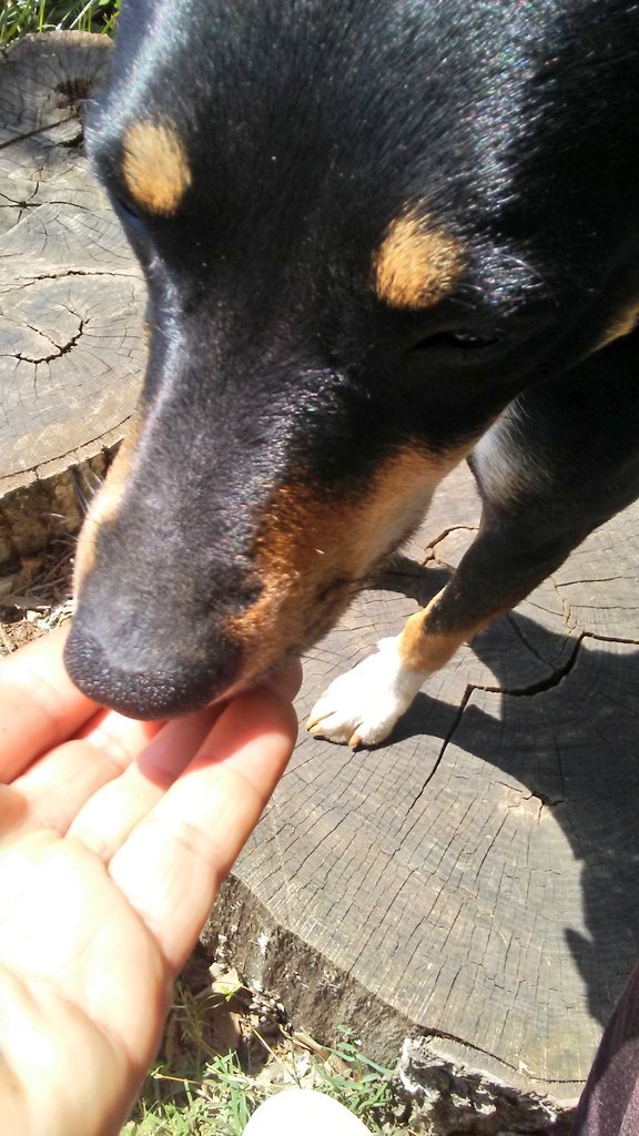 AmeriCannaBlunt's tweet image. Organic dried blueberries infuced richly with hemp CBD . A healthy snack the whole family loves from #TERPS.  #AskMe #AskwLo #HempFood has #ZeroTHC .
Join our purchase power.  Support our mission to share  everything freely.  Paypal CANNADOOR your address for #HempShare #Food