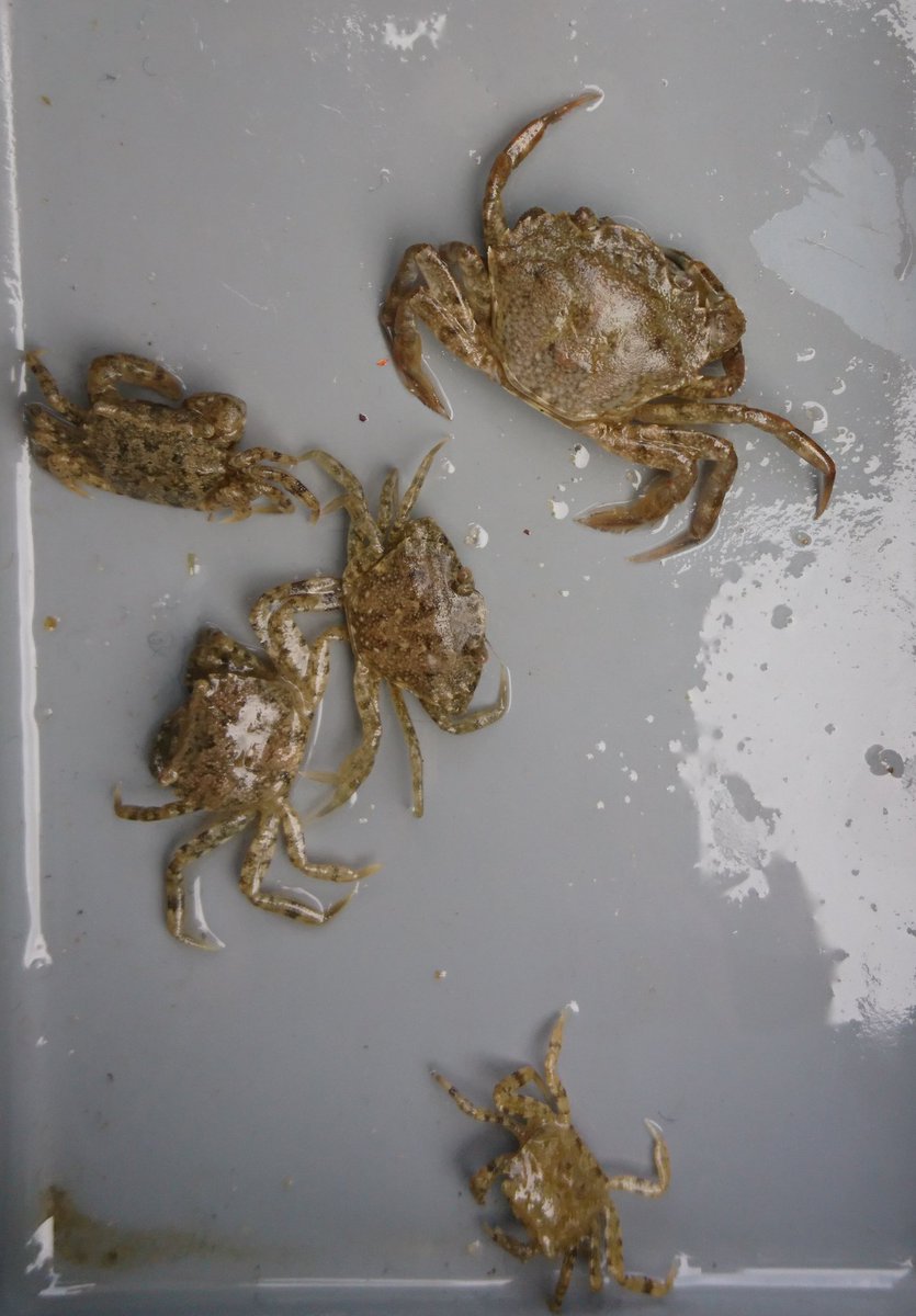 Spot the imposters! 3 #nonnativespecies 2   UK native shore crabs. Found on the Stour Estuary today during #mbiocamp2019. Colouration incredibly similar in both species when found together. @thembauk @FSCFlatfordMill @CrabWatch