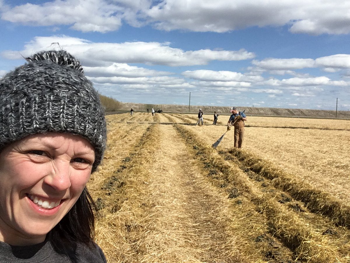 CormiersBerries's tweet photo. Getting these plants ready for #harvest19 when you grow a perennial crop #strawremoval #strawberryupick #greenplants https://t.co/4Tsu1F7fBn