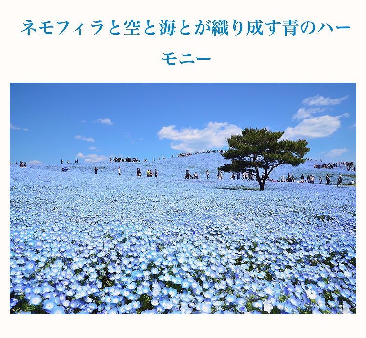 せる໒ Ff8リマスターおめでとう໒ やっぱりff7のクレイジーサイクルかけながらのドライブは最高だずぇ 今日は茨城県の国営ひたち海浜公園のネモフィラの丘見てきます 一面水色の花畑とか最高 せる໒ Ff8リマスターおめでとう໒ やっぱりff7のクレイジーサイクルかけながらのドライブは最高だずぇ 今日は茨城県の国営ひたち海浜公園のネモフィラの丘見てきます 一面水色の花畑とか最高