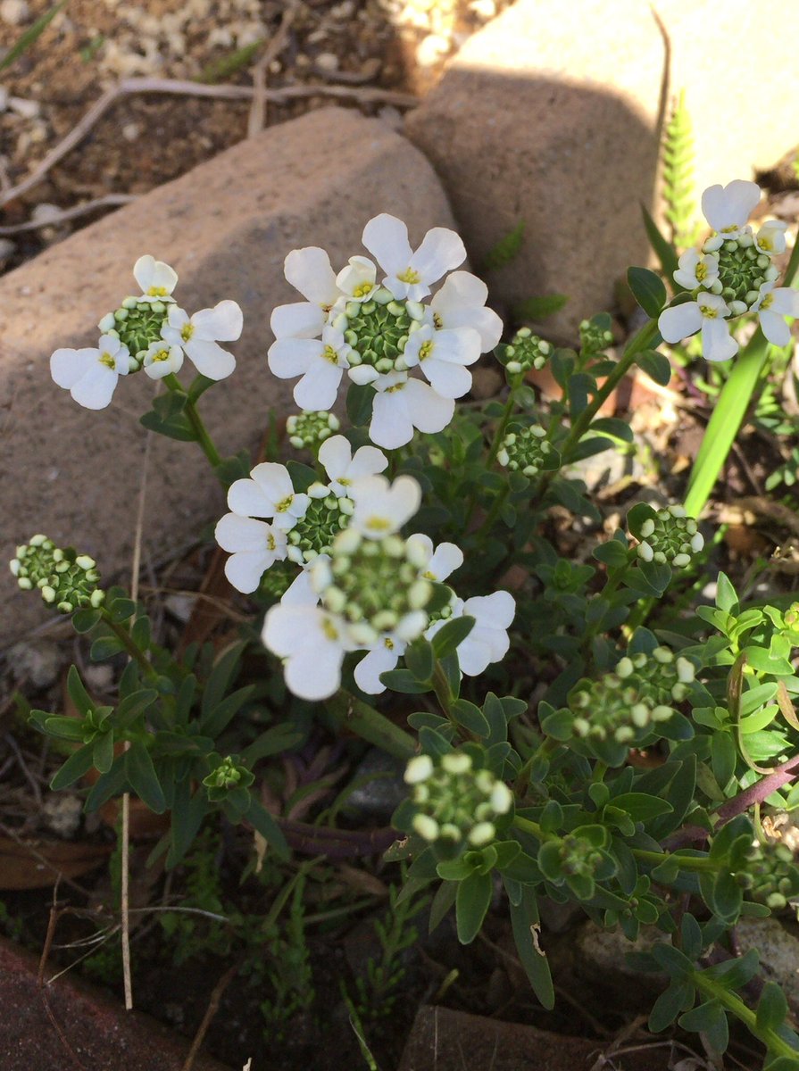 とうふ イベリスの花が咲いてました 花壇を作った時に植えた花の中で 今でも生きてるのはこれだけかも 日当たりを求めて茎がどんどん伸びるので ラーメンみたいになってしまった 笑