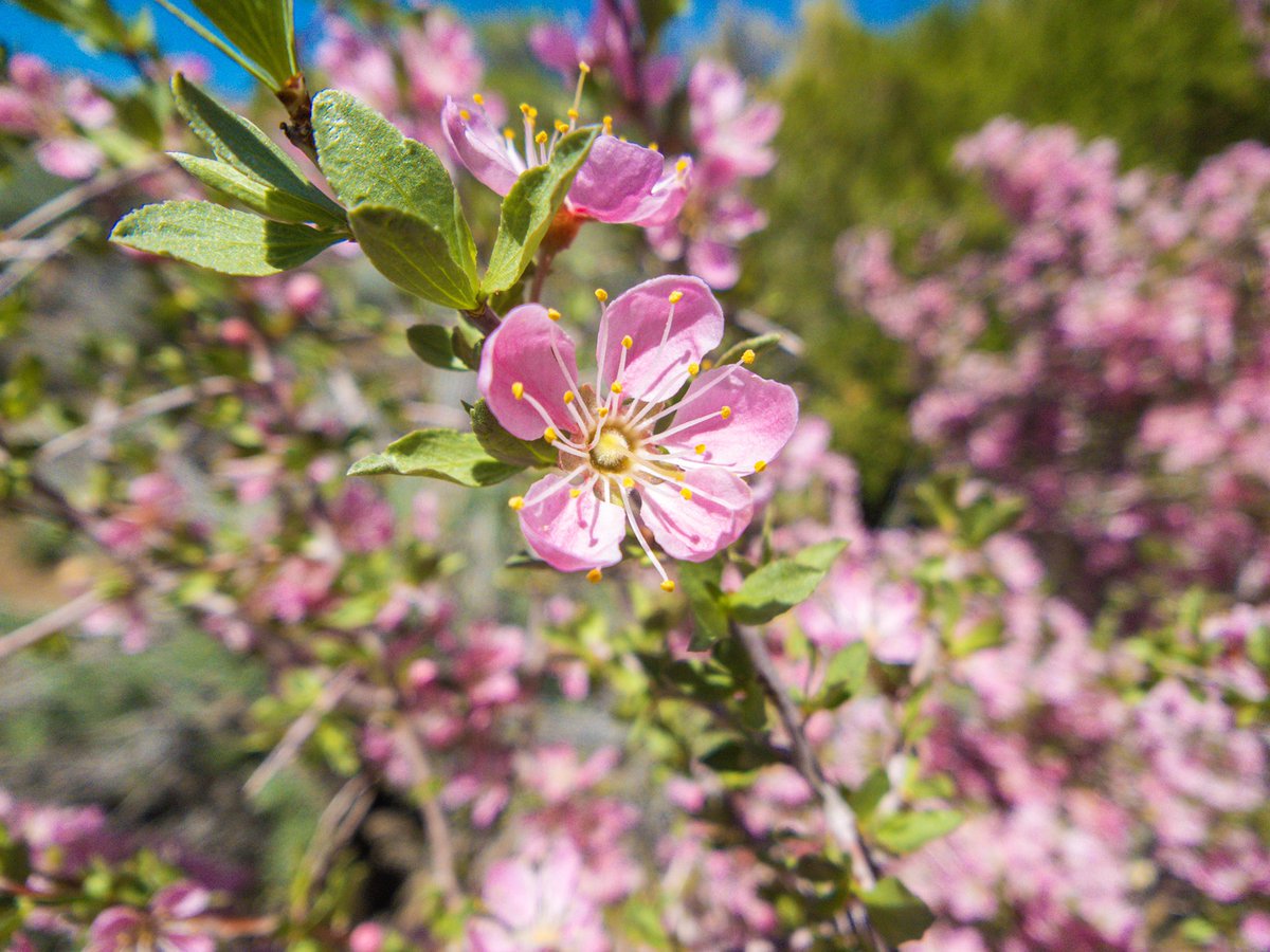 0xGRAYJEDI's tweet photo. It’s definitely #Spring

#shotonmoment #momentwide https://t.co/CM6UeQEBV6