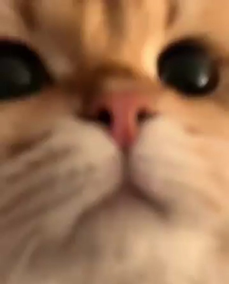 too cute to handle tweet media