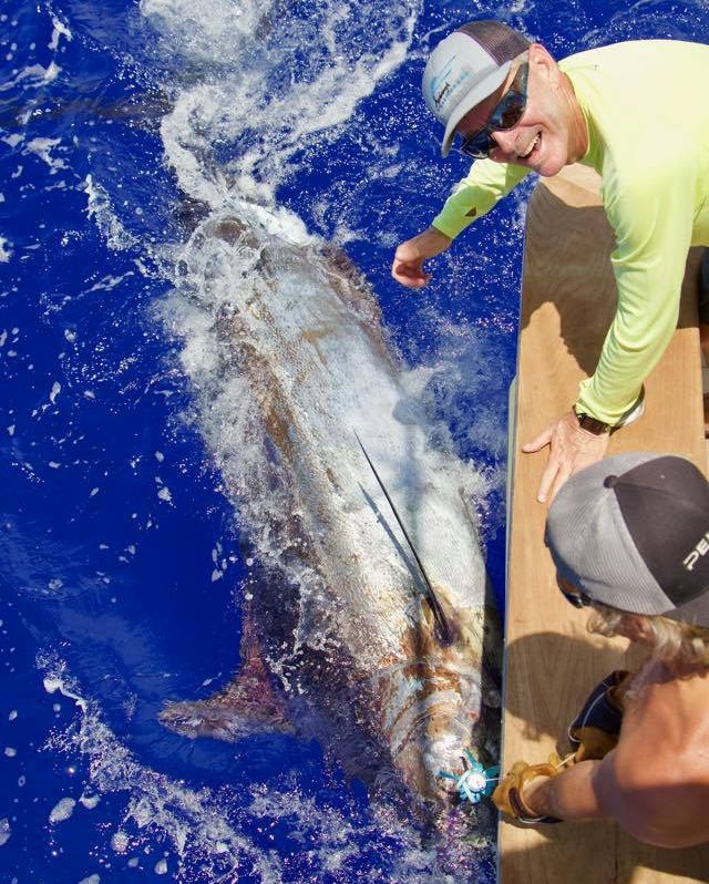 Billfish Report tweet media