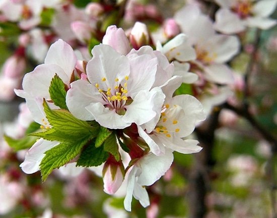 山桜桃梅