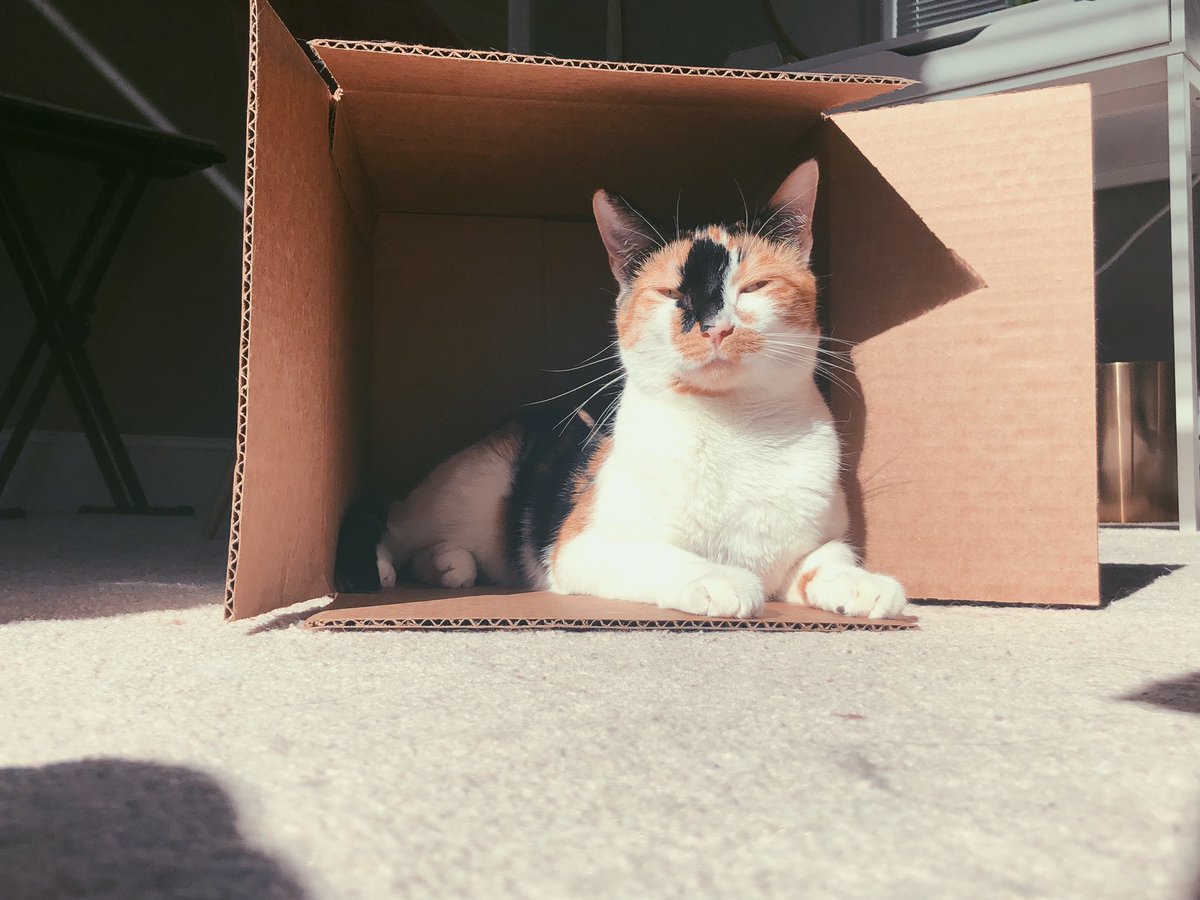 ladyginger14's tweet photo. Thers no-thing like finding the perrfekt box https://t.co/YfYIdUXB7x