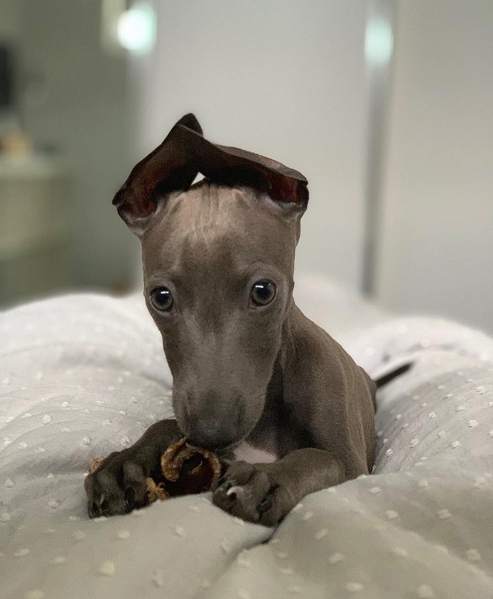 Save The Animals tweet media