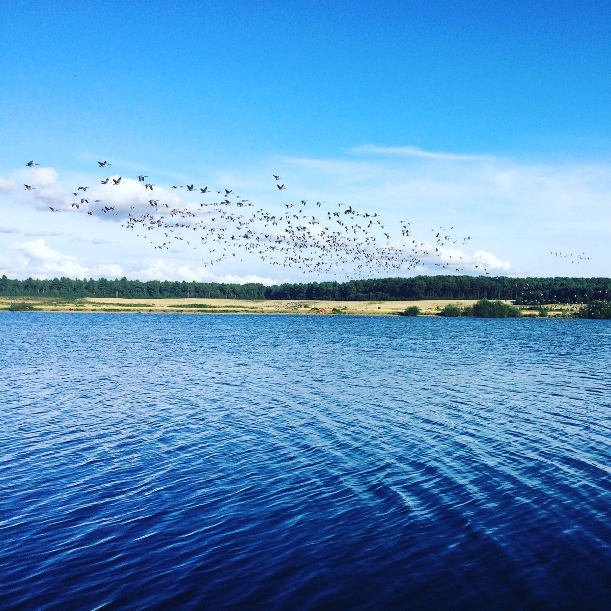 Total Swim Training tweet media