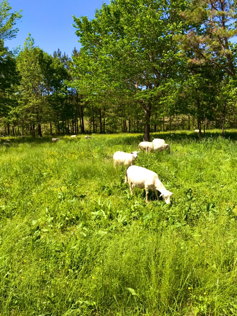 scomorrison's tweet photo. I may have visited a few #farms with @AnnaKMorrison today. #ElonEd #farmbaseded #enviroed #PiedmontFarmTour #EDU372 #COR424 https://t.co/bqALK83xey