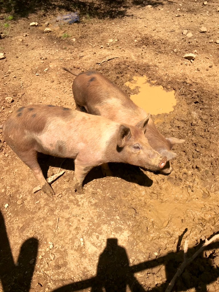 scomorrison's tweet photo. I may have visited a few #farms with @AnnaKMorrison today. #ElonEd #farmbaseded #enviroed #PiedmontFarmTour #EDU372 #COR424 https://t.co/bqALK83xey