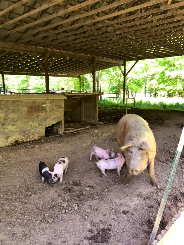 scomorrison's tweet photo. I may have visited a few #farms with @AnnaKMorrison today. #ElonEd #farmbaseded #enviroed #PiedmontFarmTour #EDU372 #COR424 https://t.co/bqALK83xey