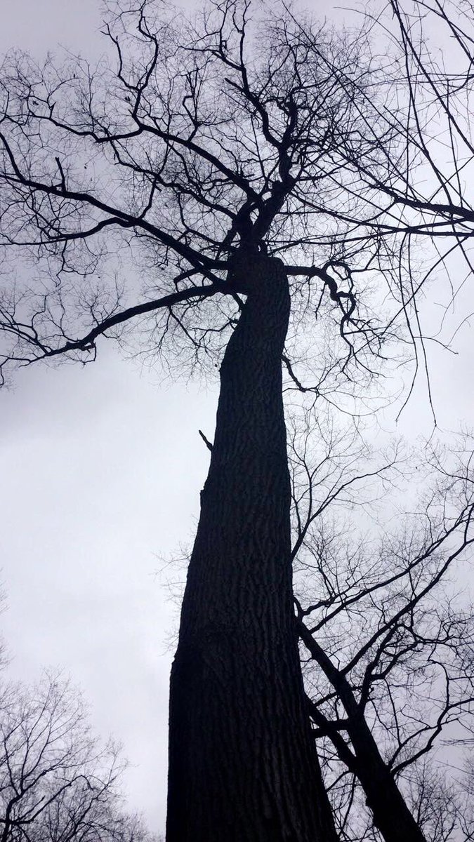 LIVEINLYFE's tweet photo. ✨🌳💚Went on a lil Earth Day Adventure today at #royalbotanicalgardens thanks to my homie Nunna Yobiz!  💚🌳✨ #thegreatoutdoors #adventure #mothernature #naturelover #wildlife #swan #100yearoldtree #loveourplanet 🌎 https://t.co/Yxj77iSdfZ