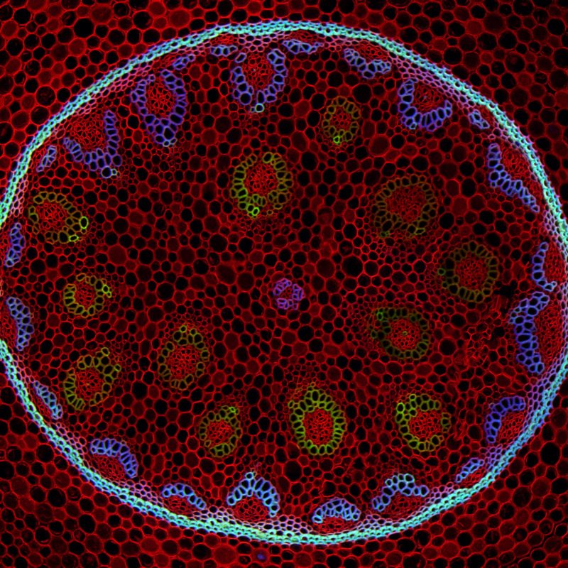 MicroSnaps's tweet photo. Cross section of a lily of the valley (Convallaria majalis) stem!
🔎100x (objective lens magnification)
🔬Confocal
📷Falco Krüger
#science #microscopy #microscope #CellBiology #CrossSection #lily #confocalmicroscopy https://t.co/6AfTS9n5tI