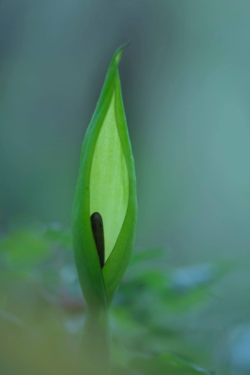 L'Arum tacheté ou le Gouet tacheté (Arum maculatum) de la Vallée de la Mérantaise.
---
© Philippe SCHMIDT (Photo n°1).
© Florence SCHMIDT (Photo n°2).
---
#educanature #photo #nature #iledefrance #yvelines #arummaculatum #valleedelamerantaise #villierslebacle