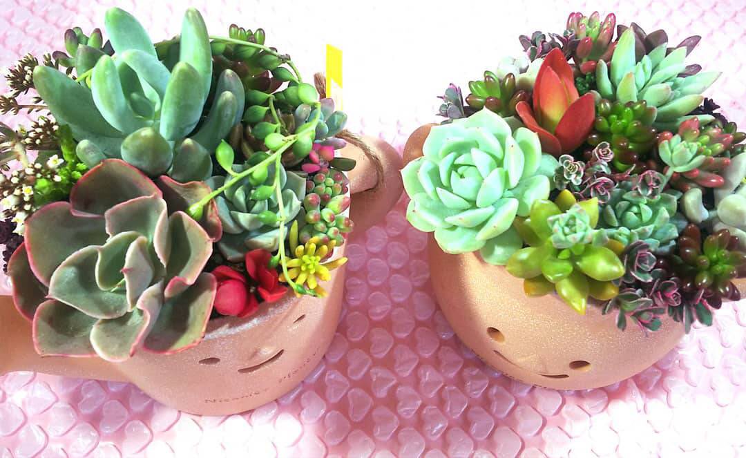 Feliz Wreath 衝動買いした可愛い陶器の器に植えました 多肉植物 ガーデニング 植物 陶器 寄せ植え 金網 モルタル 手作り 園芸 水苔 花 木 インスタグラム ツイッター 日本 和歌山