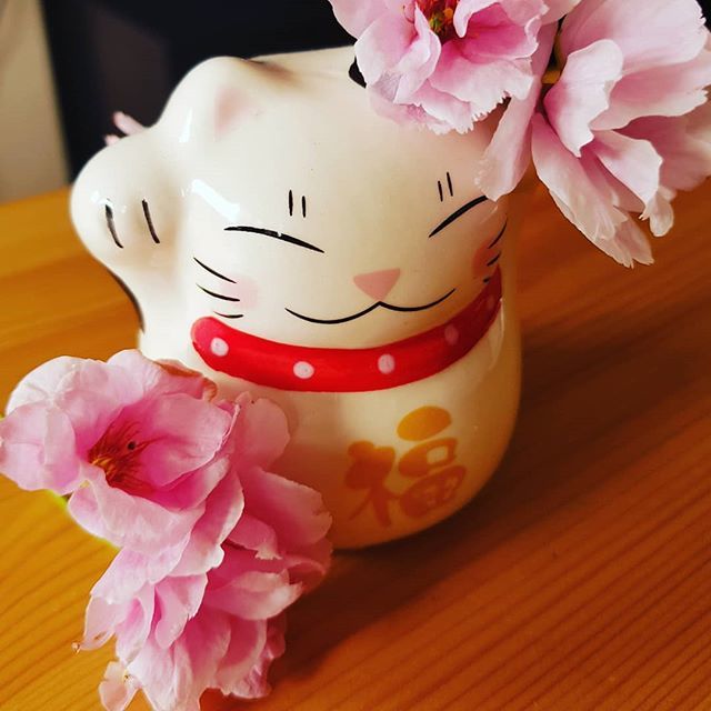 HannahBrett8's tweet photo. 🌸 Japanese maneki-neko #招き猫 (white colour = happiness) and sakura (cherry blossom = renewal) 🌸 ▪︎
▪︎
▪︎
▪︎
▪︎
#manekineko #招き猫 #kawaii🌸 #kawaii #japanese #japan #london #sakura #cherryblossom https://t.co/Hg1ZQrC1Ei https://t.co/wEv8Kyeb6w