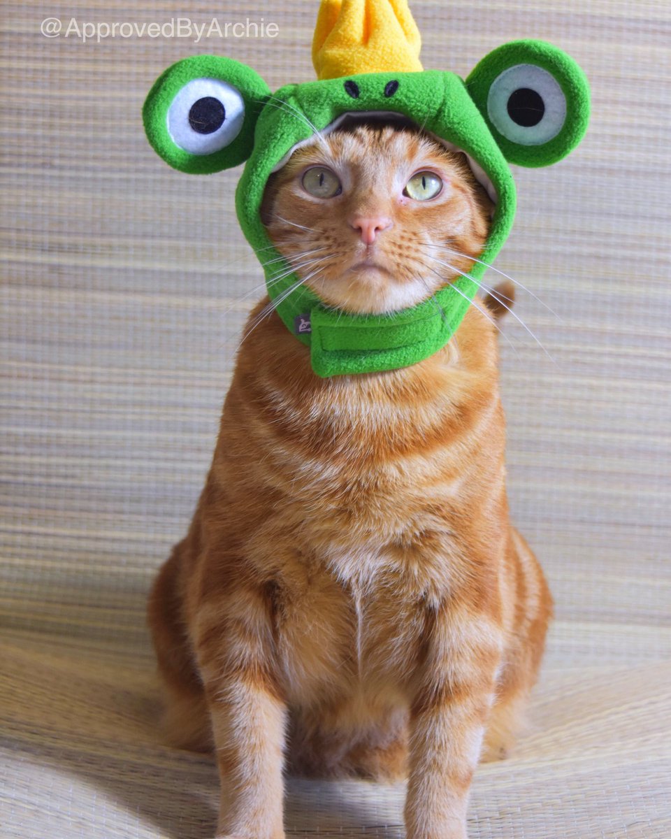 ImArchieTheCat's tweet photo. #frogconservation Happy Save The Frogs Day #SaveTheFrogsDay ... https://t.co/Ups9hV1OH4 https://t.co/q1BSQSUHYJ