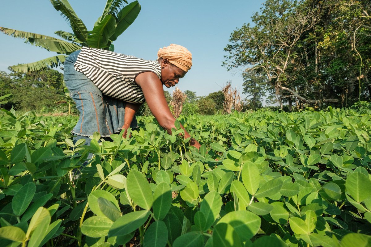 Mukono District Community Open Nutrition Data tweet media