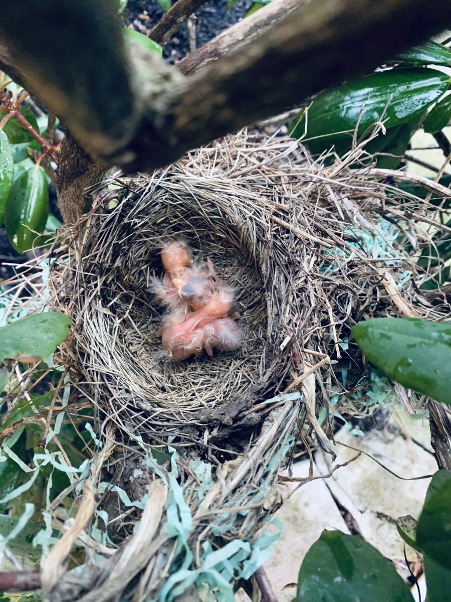 DanaLBrownBooks's tweet photo. We have 3 new babies! Last weekend they were little blue eggs and now they’re chirping tiny birds. #nature #springbirth #Robins https://t.co/ZcokTfgUig