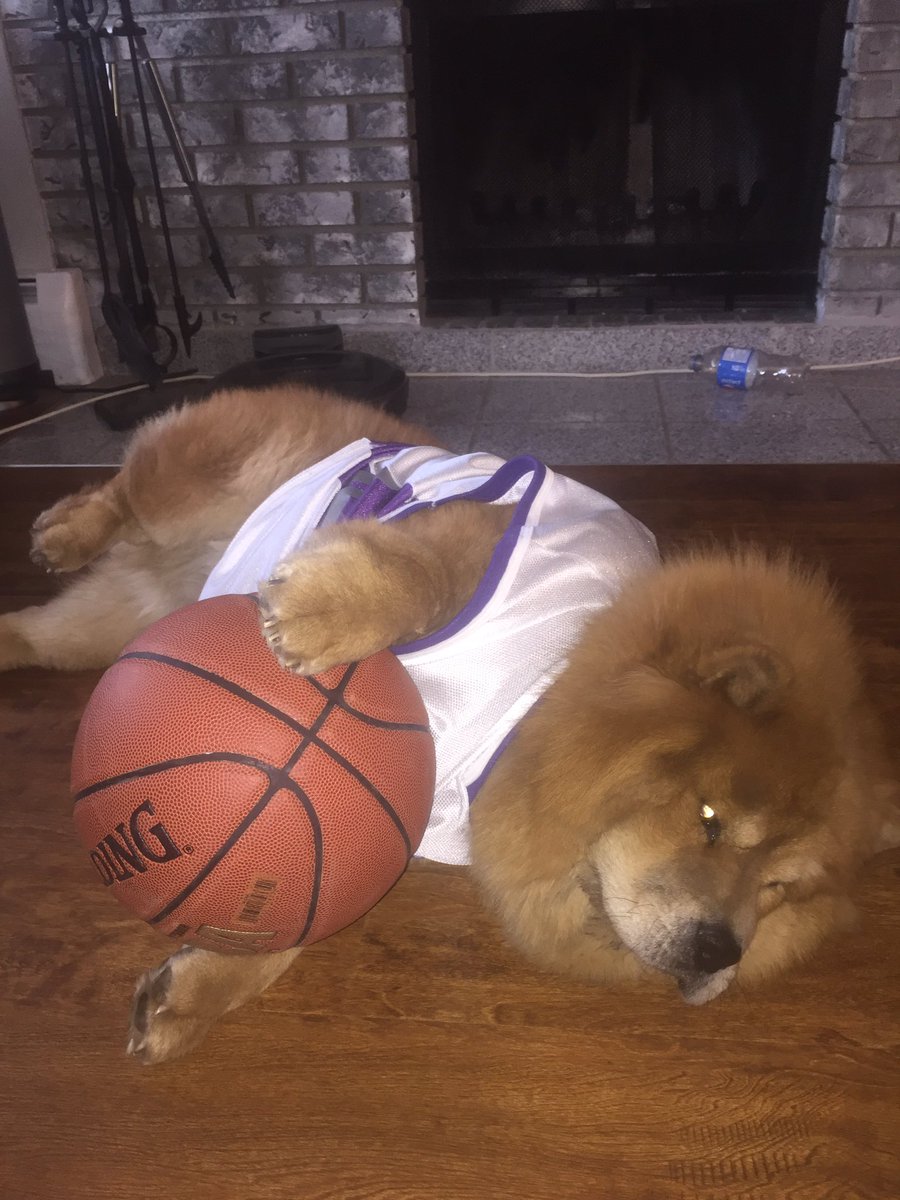 TimothyJordan24's tweet photo. Raptors in 4 @Raptors @dog_rates https://t.co/w45HMeTTVS
