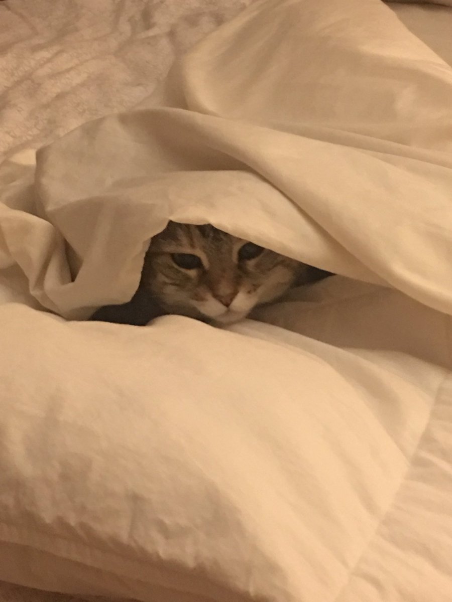 The best day of the week is  #Caturday