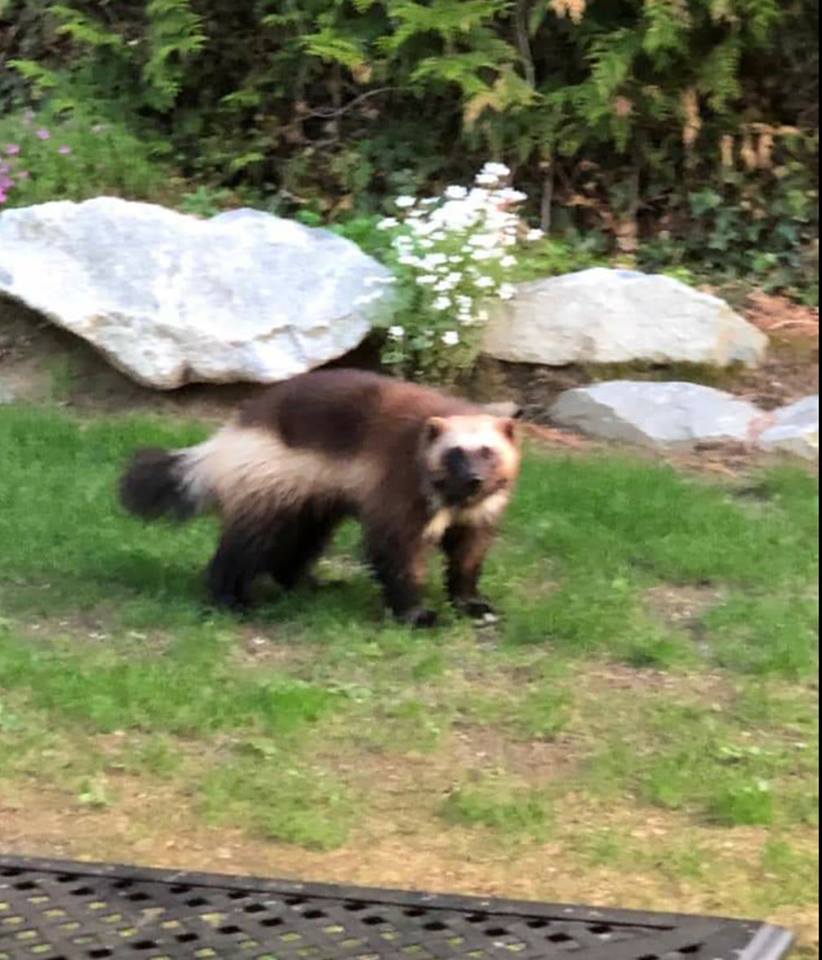 skagitwatershed's tweet photo. "This bad boy was spotted roaming in a yard in the Village of Harrison Hot Springs, (BC) in the past 48hrs." @RLongEco @BCWildlife https://t.co/7rRbjtWZFk #wolverine #bcwild #harrisonhotsprings #harrsionbc // More Wolverine Info: https://t.co/k7Ur2uWbsE // https://t.co/lbk2p7Da0W