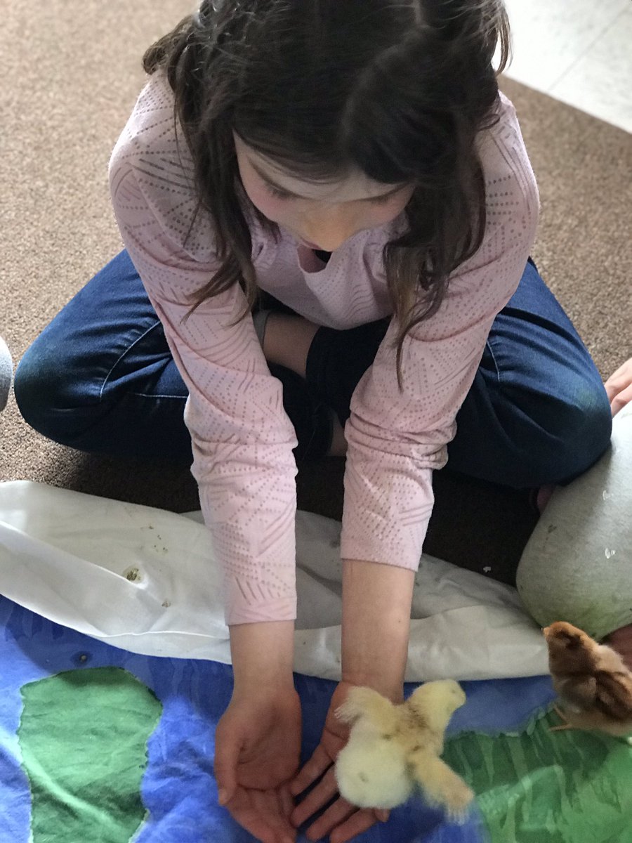 NESTrussell's tweet photo. Chick heaven. #lifesmiracles #joy #sd46 https://t.co/ksXJKFvHMl