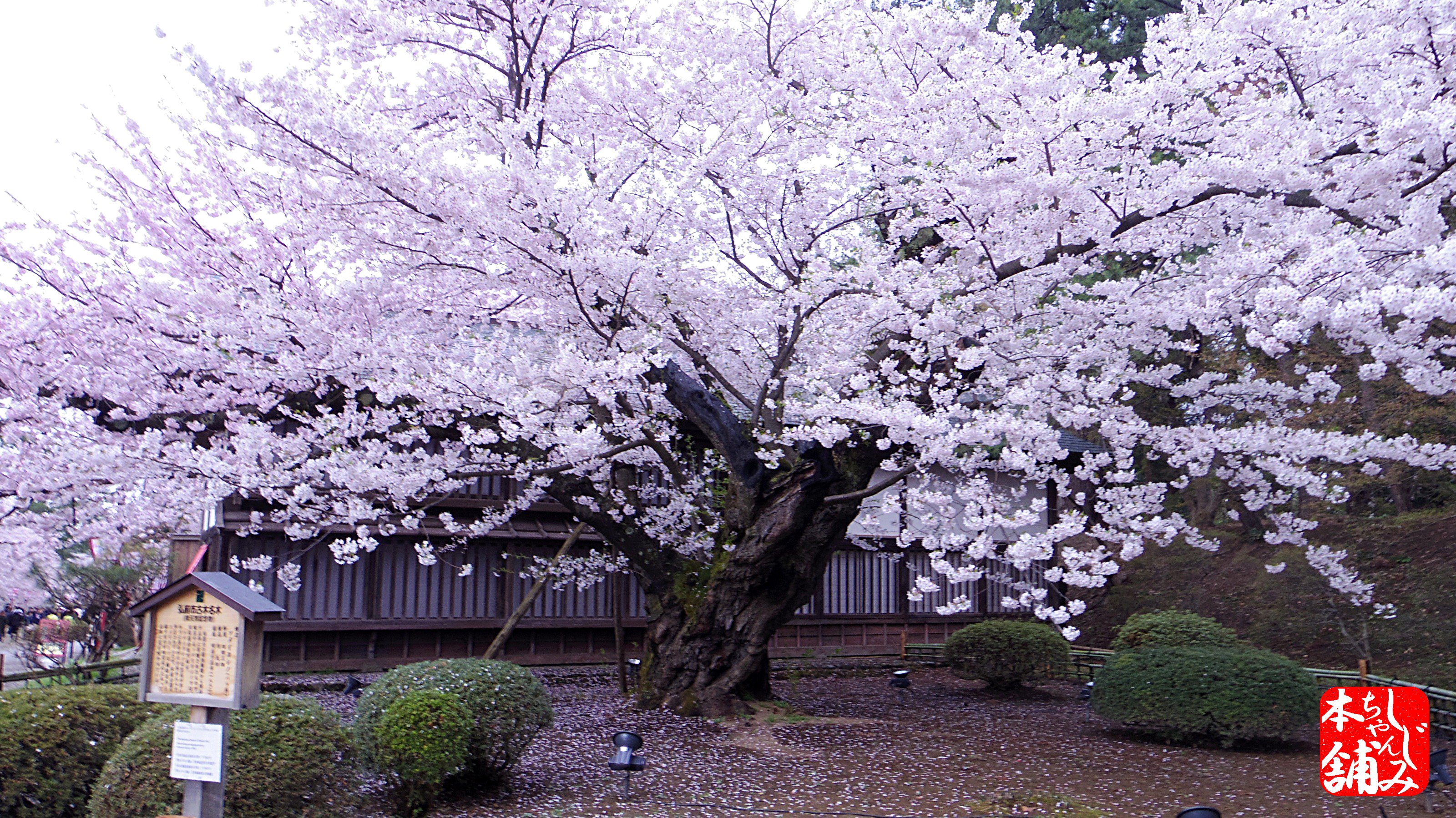 桜守 Twitter Search Twitter