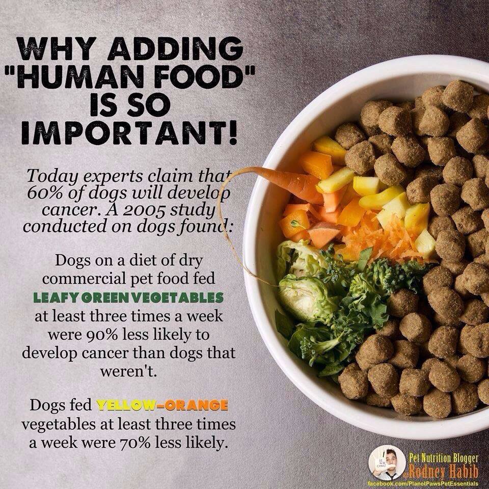 edengardenfv's tweet photo. Dogs need veggies, too! 🐶 Feed them dog-safe veggies at least 3 times a week to help reduce risk of cancer! 🍠 #ReduceCancer #Cancer #Dogs #Veggies #LoveYourDog #HealthBenefits #Healthy #Health #EdenGarden #EdenInMiami #Mississauga https://t.co/wbU9nUbfVm