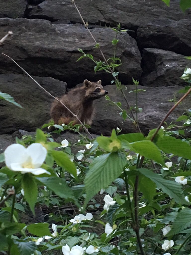 //I’ve lived in the city my entire life. I’ve heard of raccoons in the city but never seen one. Until today. Look at these babies!