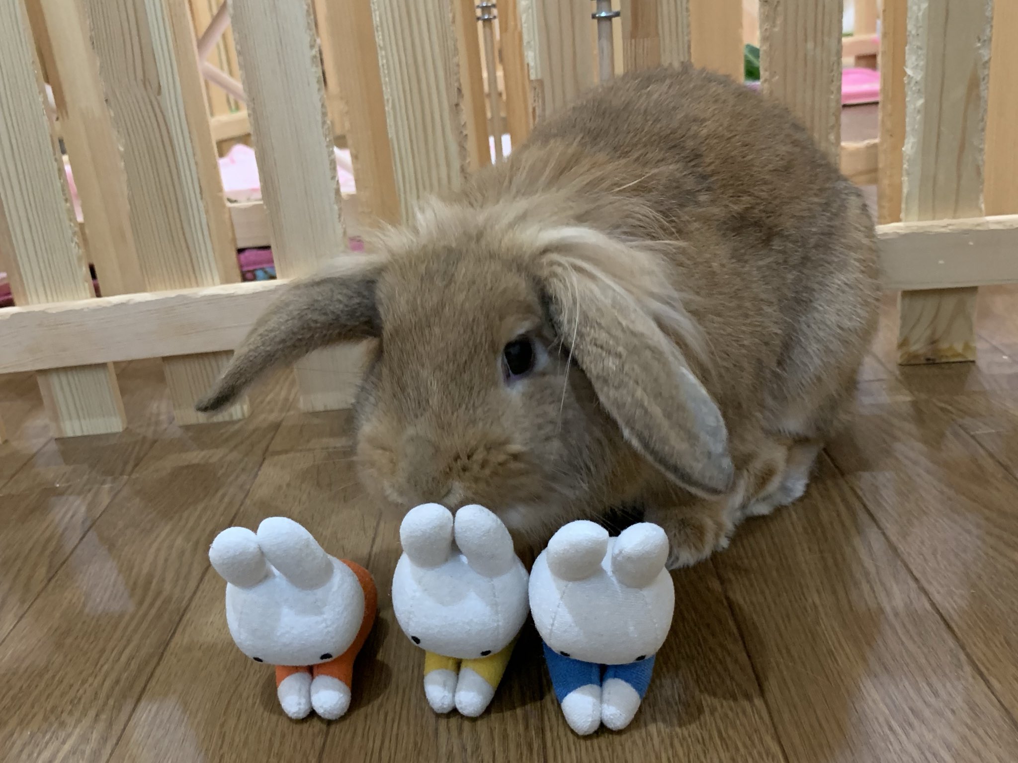 Miffy - Apple Music