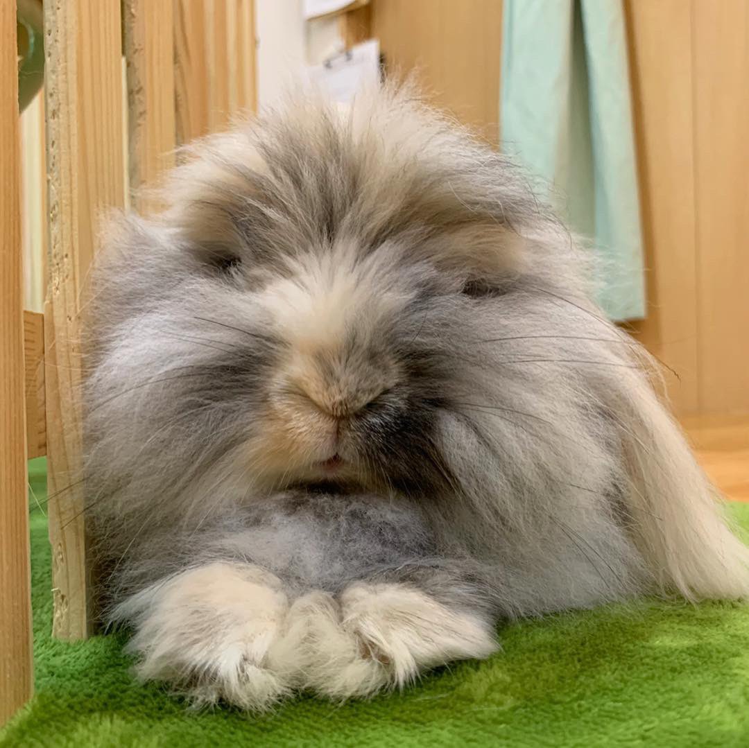 うさぎカフェ富士 Twitter Search Twitter うさぎカフェ富士 Twitter Search Twitter