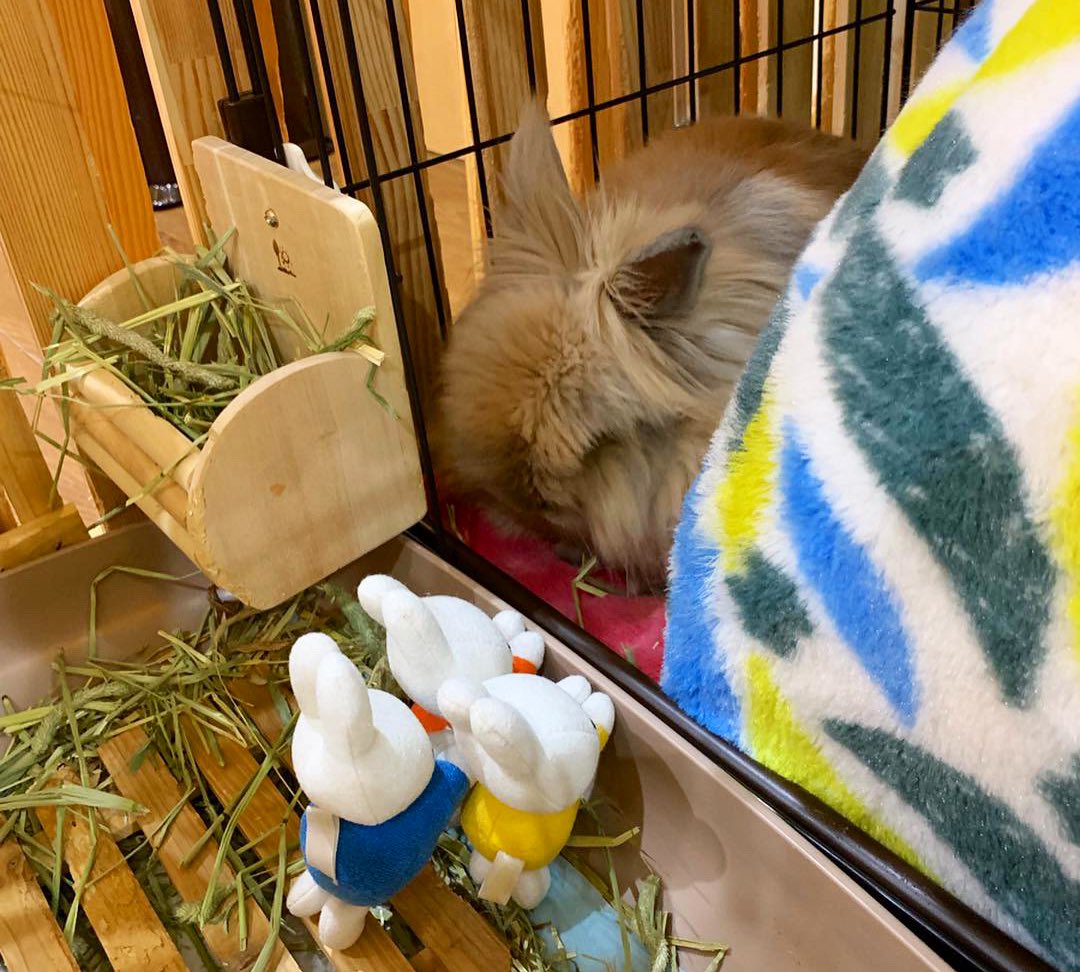 うさぎカフェ富士 Twitter Search Twitter うさぎカフェ富士 Twitter Search Twitter