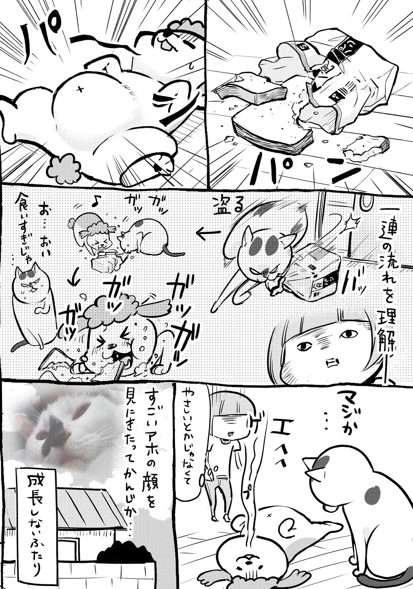 犬と猫どっちも飼っているといつの間にやらのコンビネーション抜群ww