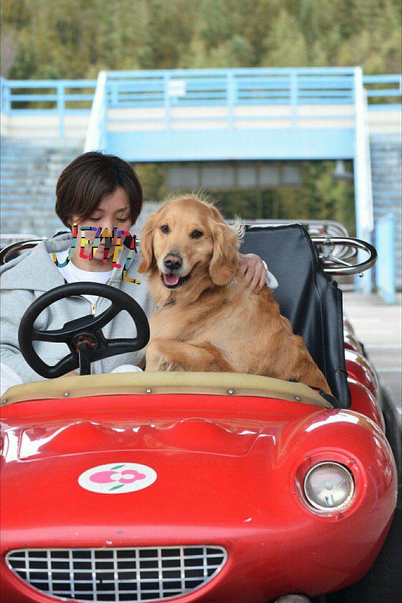 Mayu Auf Twitter ゴーカートに乗ってドライブしたよ 神戸フルーツフラワーパーク ゴールデンレトリバー Goldenretriever