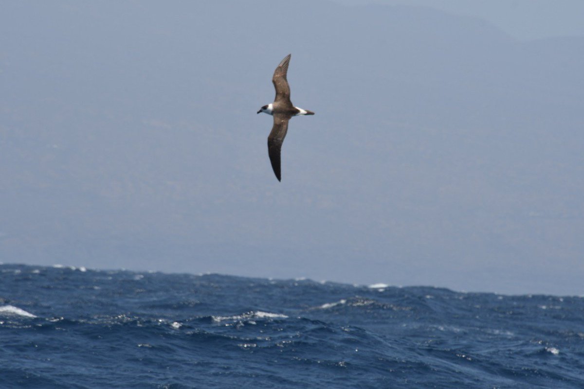 Fantastic chumming day between Fogo and Cima #CaboVerde. A Black-capped petrel or #Diablotin #Pterodroma hasitata attended for just 2 min, but what a great two minuts! Is PTEHAS breeding in Cape Verde? Too much speculation I know. #seabirdersaturday #seabirds 📸 Herculano Dinis