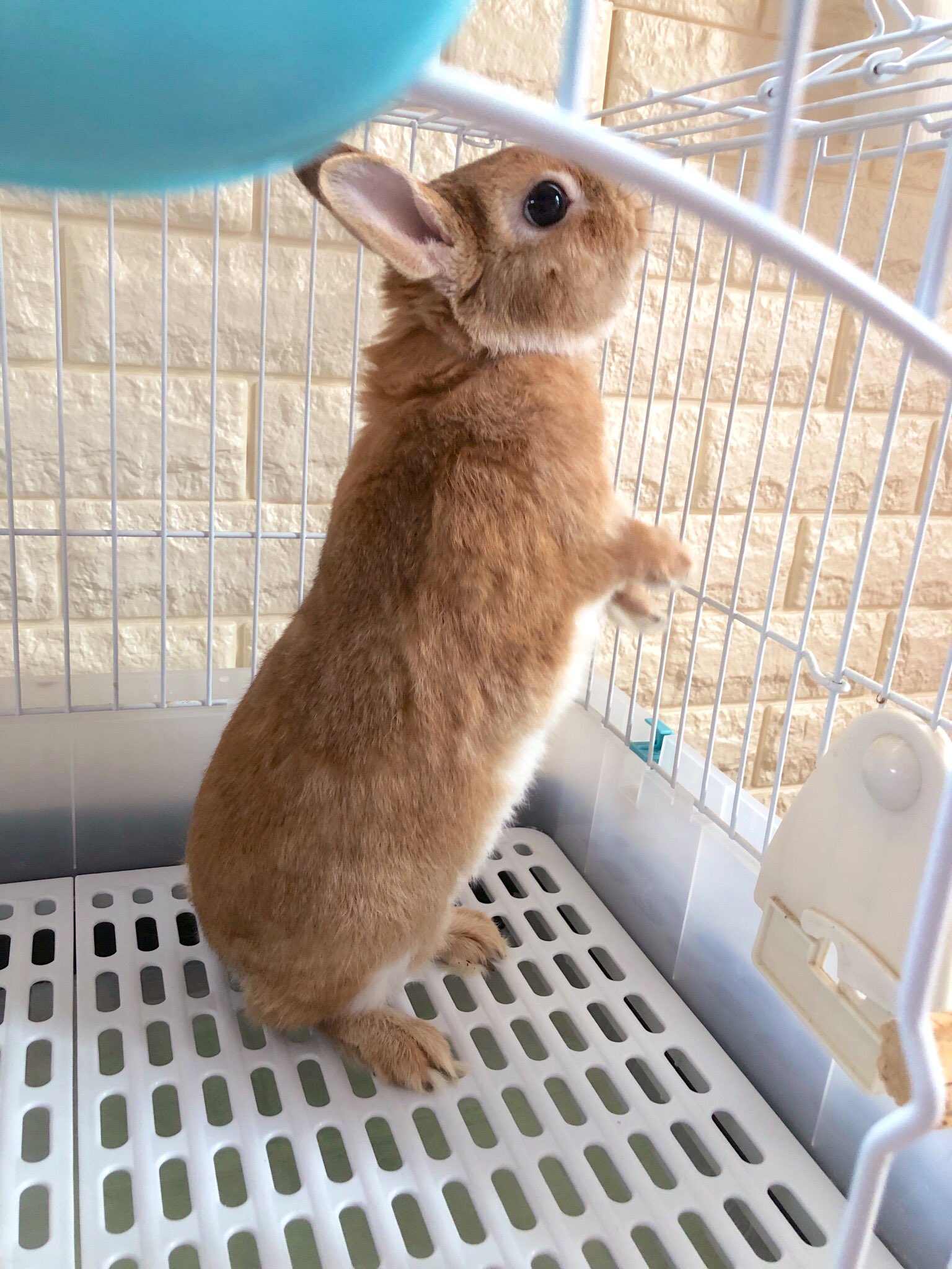 うさぎのラン ㅅ 手前の扉を開けたんだけど 気付かなくてまだ伸びてる そして 気付いた W あ い て る うさぎ ラン T Co Ct0setbpps Twitter
