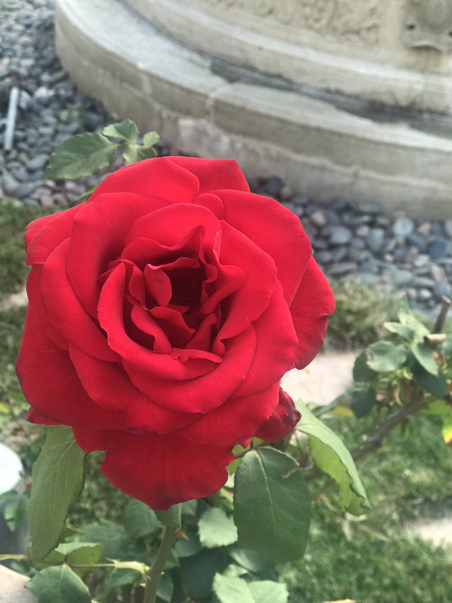 TW Pornstars Ashley Doris. Twitter. The sweetest smelling rose 🌹. 1