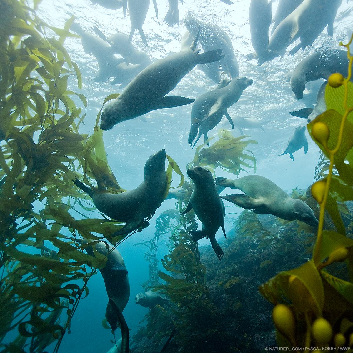 Wwf Australia Have You Ever Seen An Underwater Forest This Group Of Sea Lions Zalophus Californianus Are Swimming In Kelp Forest T Co M0bc0ryklr