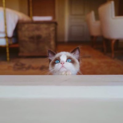 Swift4Eternity's tweet image. #NewProfilePic