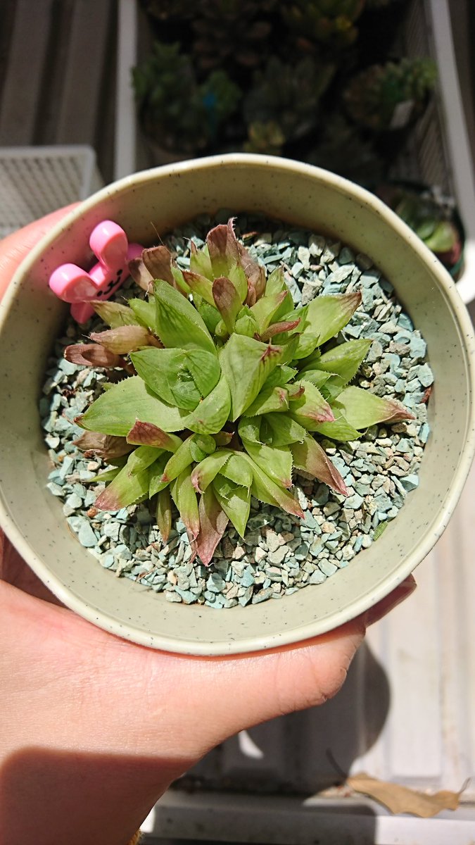 こしあんこ シンビフォルミス 小さすぎて分かりにくいけど これはもしかして花芽なのでは 楽しみすぎる ハオルチア 多肉植物 こしあんこ シンビフォルミス 小さすぎて分かりにくいけど これはもしかして花芽なのでは 楽しみすぎる ハオルチア 多肉植物