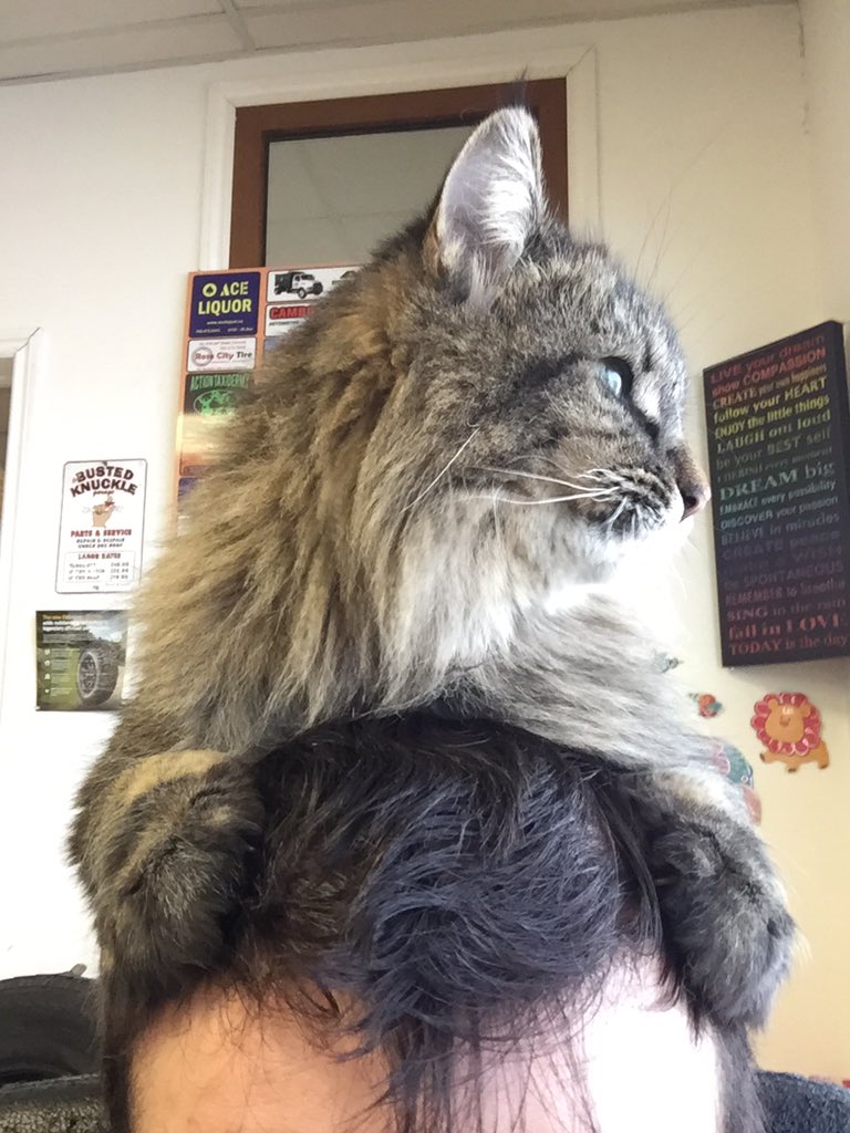 Swift4Eternity's tweet photo. @CLT_TaylorSwift @troylorswift13 @taylorswift13 My sweet girl Puppy (first cat, Maine coon mix from a rescue), and her little brother Lego/Legolas (orange &amp; white boy rescued from a feral colonly of 19, he’s Maine coon as well and only has 3 &amp; 1/2 legs due to being inbred). My life would not be nearly as happy without them https://t.co/mLjPouXUi6