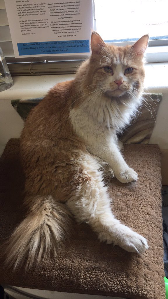 Swift4Eternity's tweet photo. @CLT_TaylorSwift @troylorswift13 @taylorswift13 My sweet girl Puppy (first cat, Maine coon mix from a rescue), and her little brother Lego/Legolas (orange &amp; white boy rescued from a feral colonly of 19, he’s Maine coon as well and only has 3 &amp; 1/2 legs due to being inbred). My life would not be nearly as happy without them https://t.co/mLjPouXUi6
