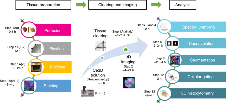 mmw_lmw's tweet photo. #HighDimensional_CellLevel Analysis of Tissues | #ClearingEnhanced multiplex volume imaging | #Ce3D clearing, imaging, and analysis protocol | Michael Gerner @UWMedicine @NatureProtocols https://t.co/cOGn5d3XtI https://t.co/CDaxqK60on