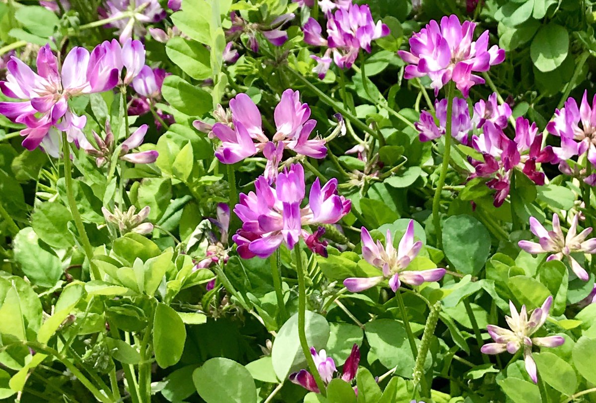 ট ইট র 蓮華草 হ য শট য গ ট ইট র 蓮華草 হ য শট য গ