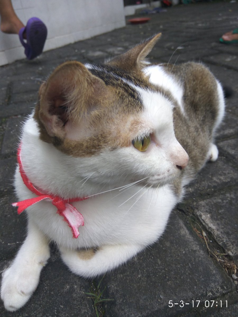 GoldenFoxINy's tweet image. Walaupun hp jadul tetep setia sama #redminote3pro