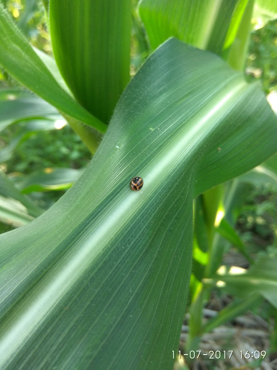 GoldenFoxINy's tweet image. Walaupun hp jadul tetep setia sama #redminote3pro