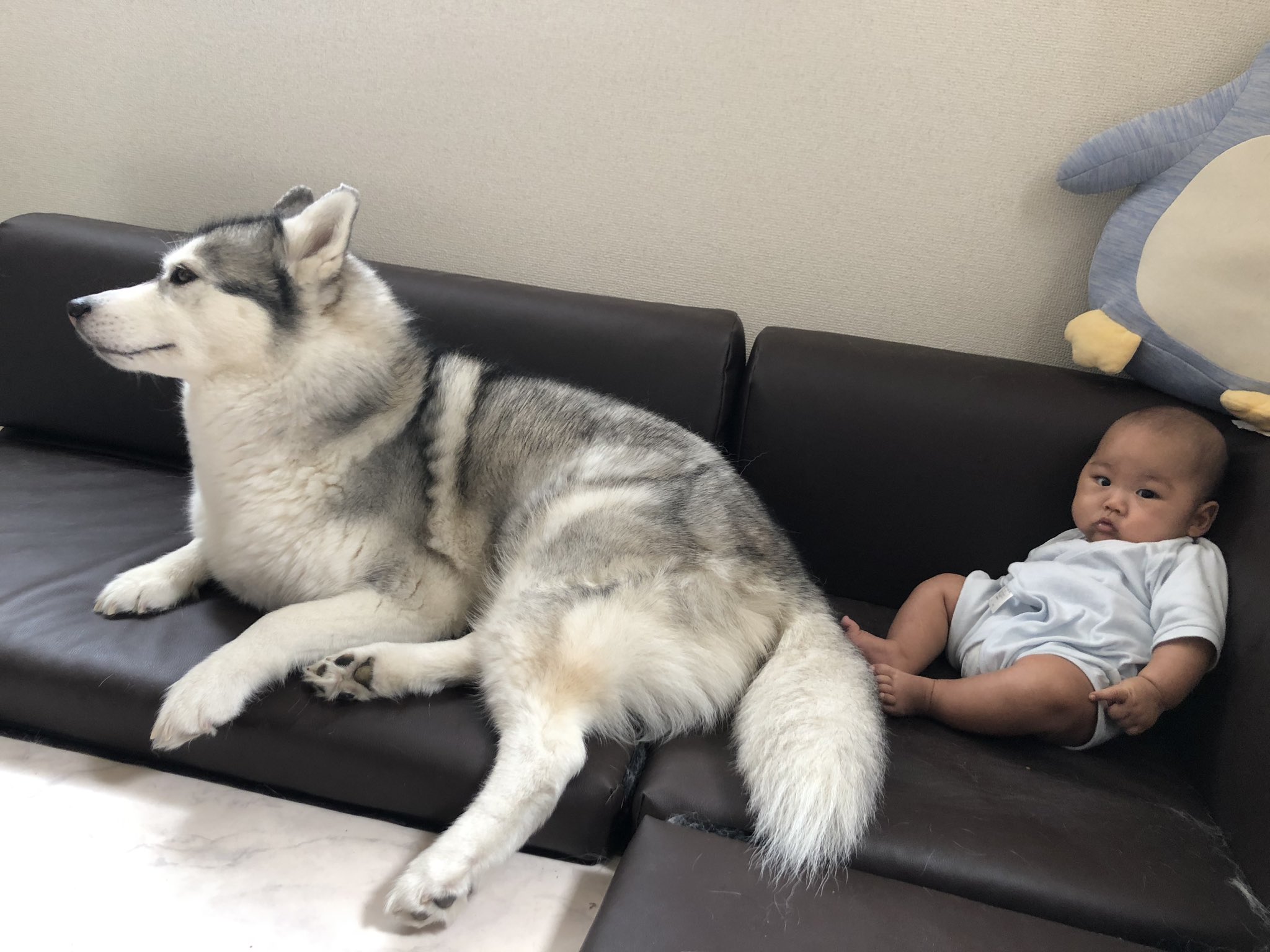 つるいずむ シベリアンハスキー 赤ちゃん 最強