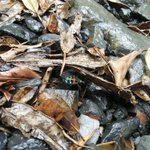 ツイートに含まれる画像