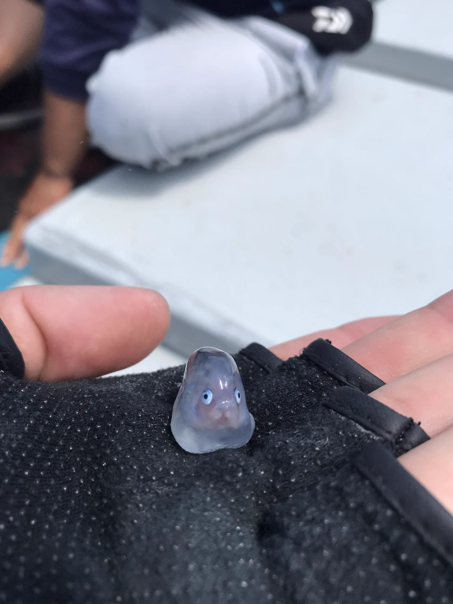 マグロのお腹の中にwww珍しい生き物がwwwかわいい